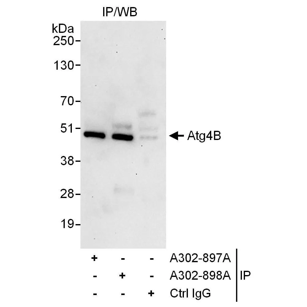 Rabbit anti-Atg4B Antibody, Affinity Purified