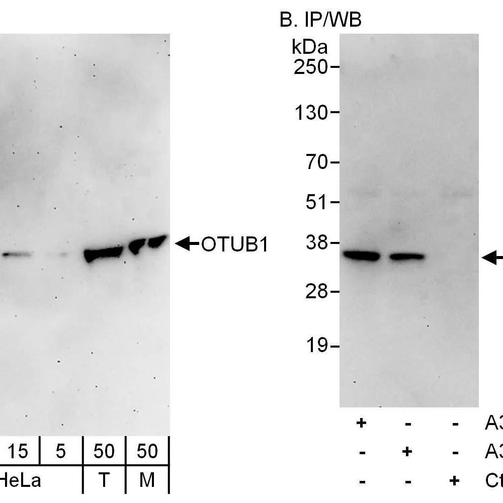 Rabbit anti-OTUB1 Antibody, Affinity Purified