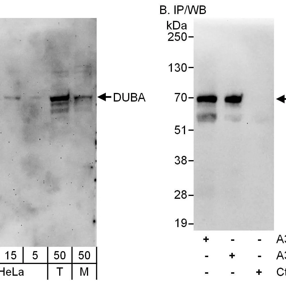 Rabbit anti-DUBA Antibody, Affinity Purified