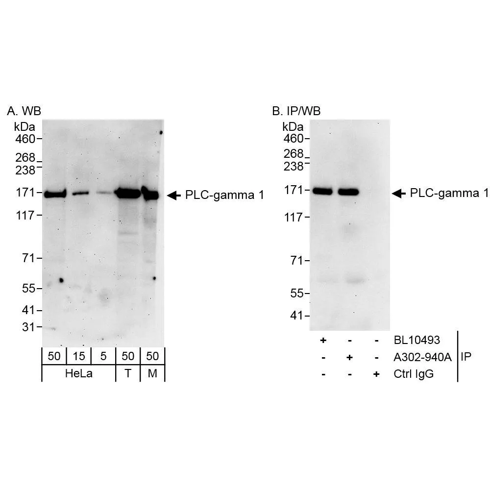 Rabbit anti-PLC-gamma 1 Antibody, Affinity Purified