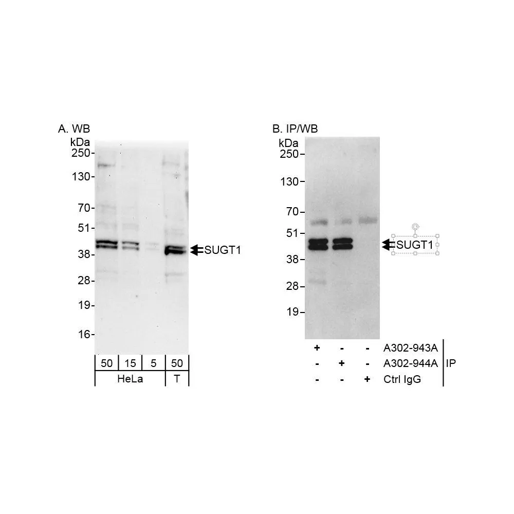 Rabbit anti-SUGT1 Antibody, Affinity Purified