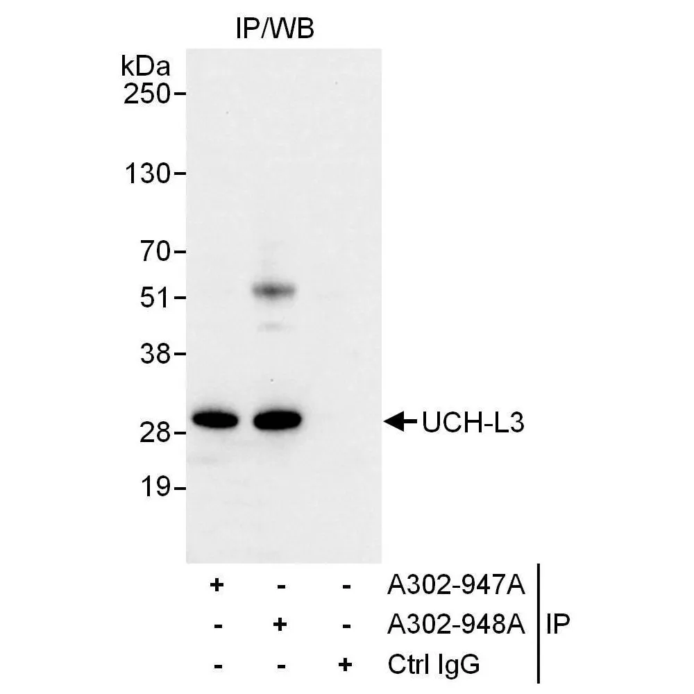 Rabbit anti-UCH-L3 Antibody, Affinity Purified