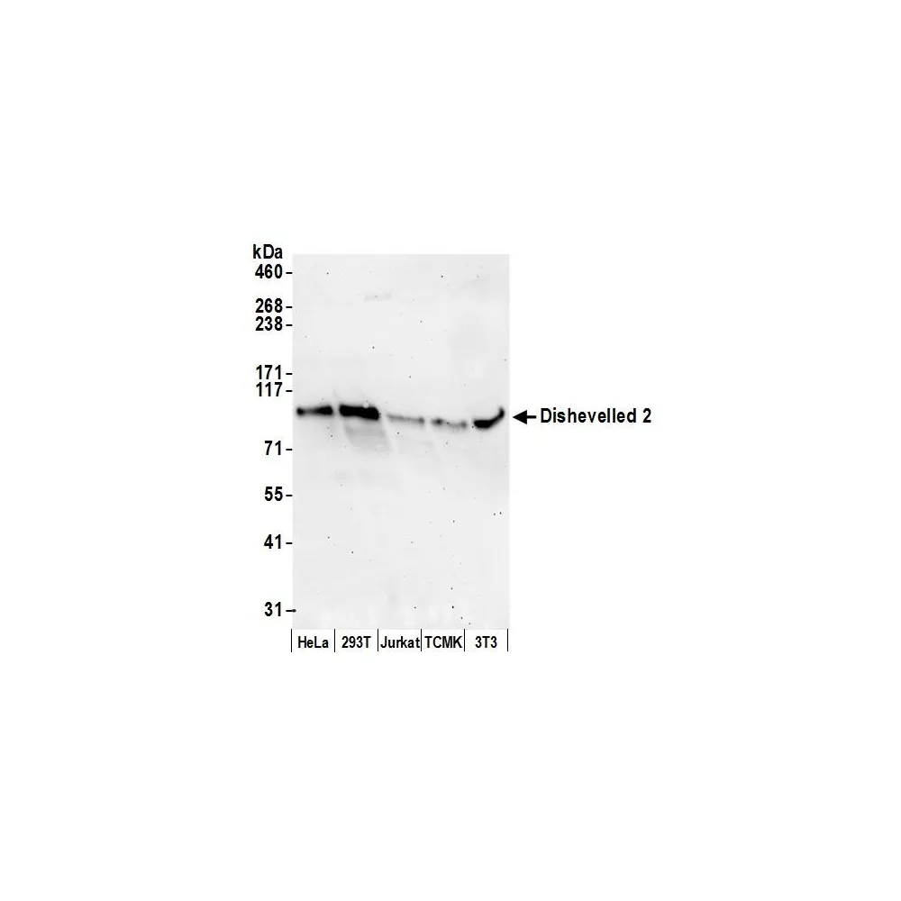 Rabbit anti-Dishevelled 2 Antibody, Affinity Purified
