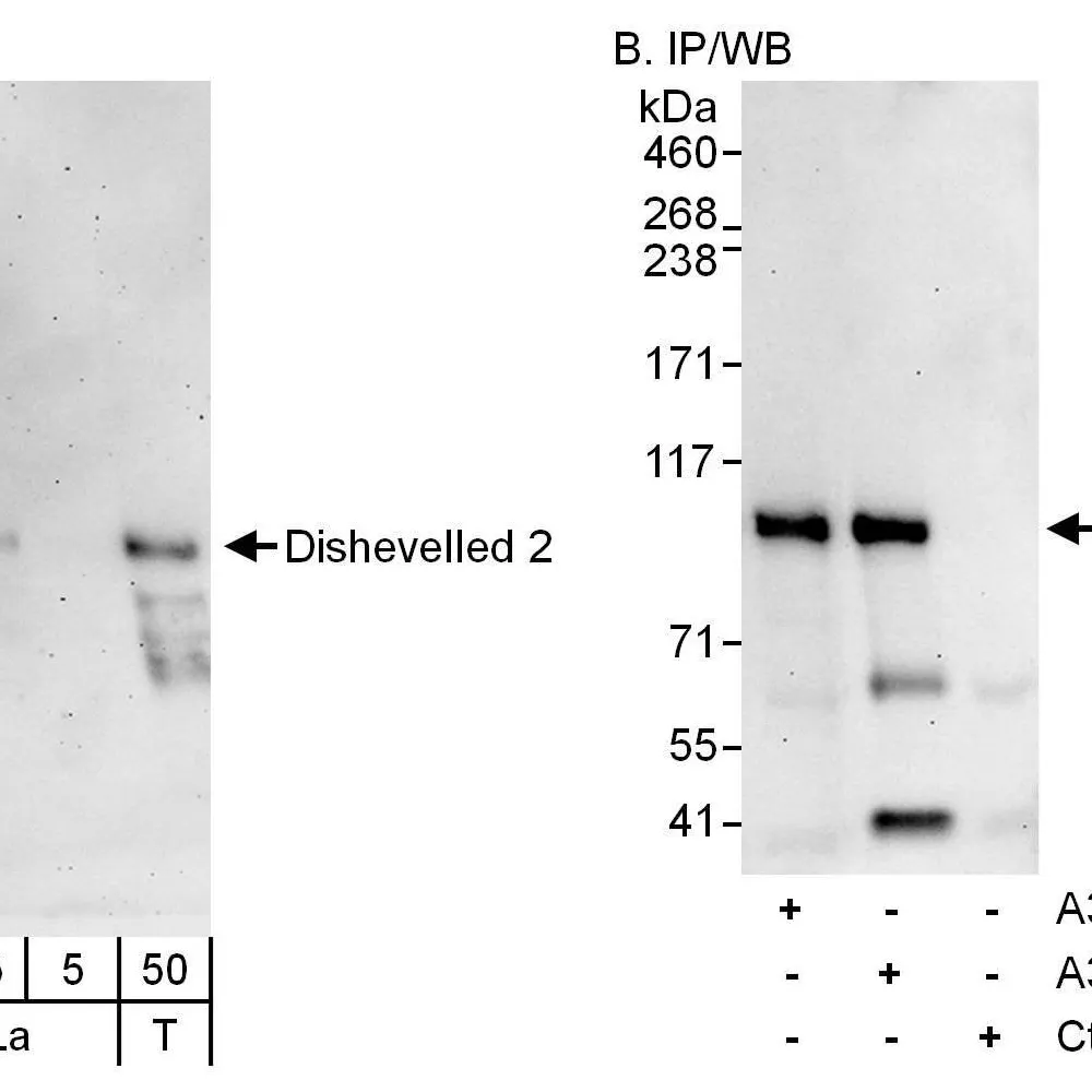 Rabbit anti-Dishevelled 2 Antibody, Affinity Purified