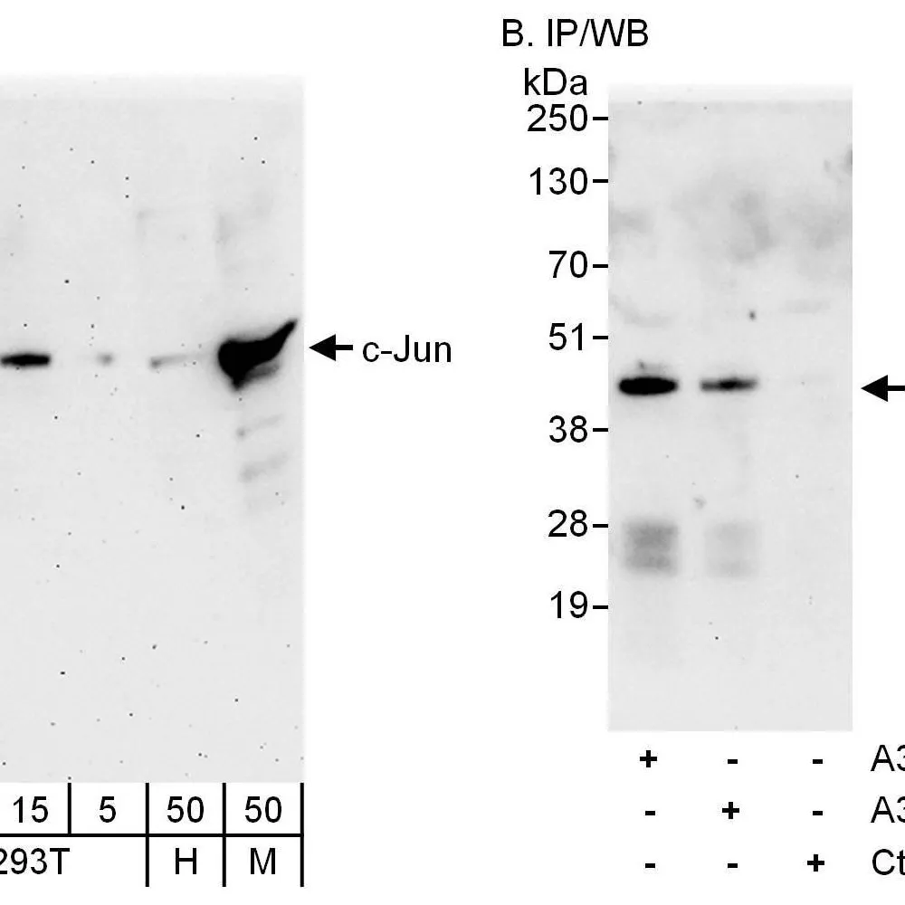 Rabbit anti-c-Jun Antibody, Affinity Purified