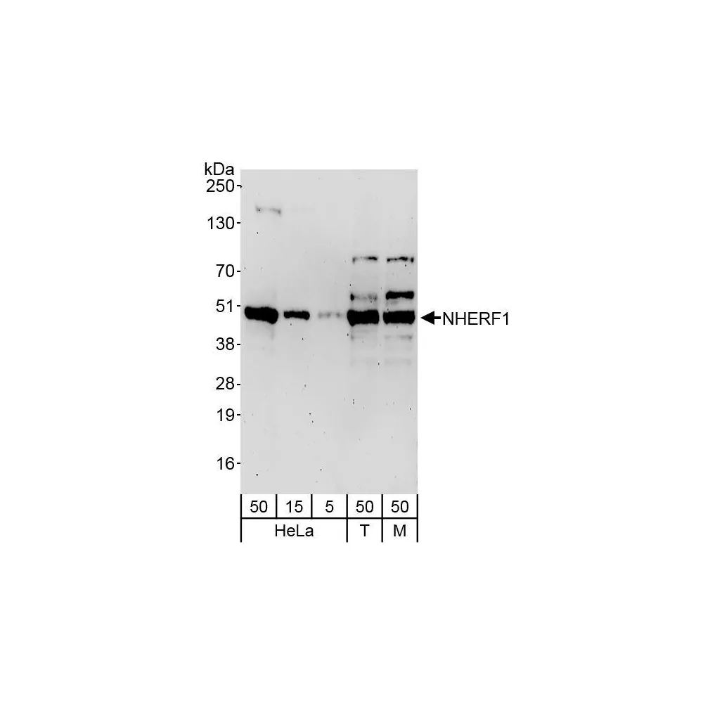 Rabbit anti-NHERF1 Antibody, Affinity Purified