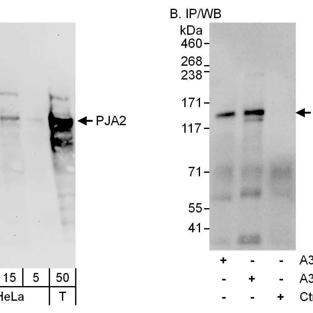 Rabbit anti-PJA2 Antibody, Affinity Purified