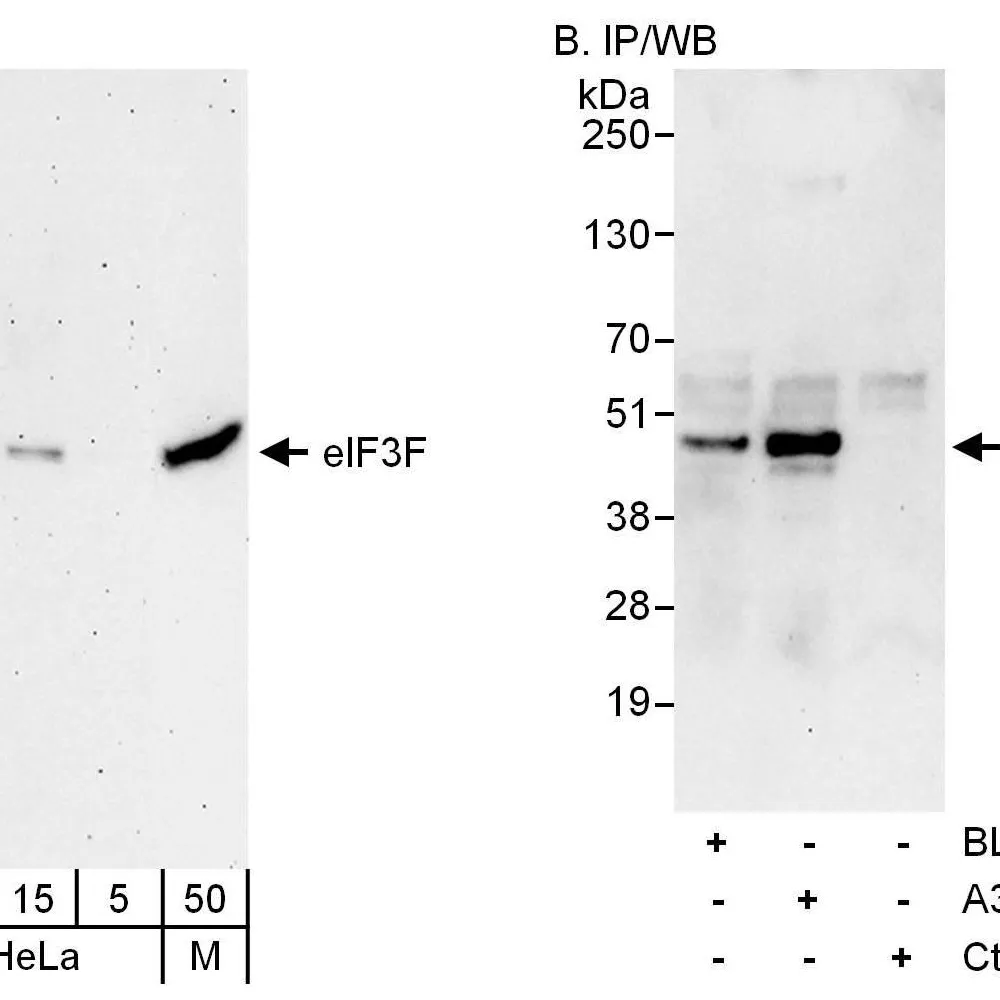 Rabbit anti-eIF3F Antibody, Affinity Purified