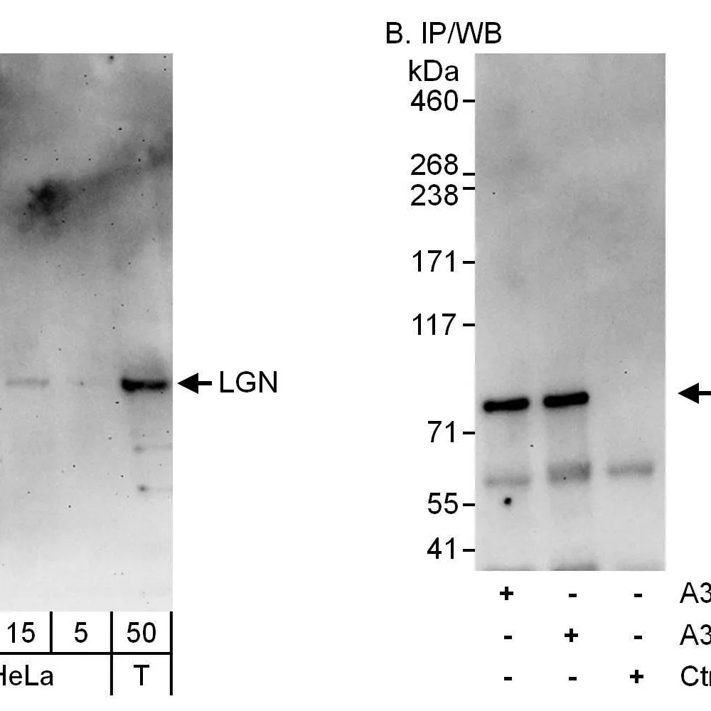 Rabbit anti-LGN Antibody, Affinity Purified