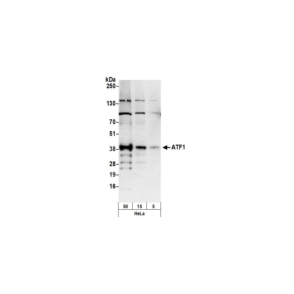 Rabbit anti-ATF1 Antibody, Affinity Purified