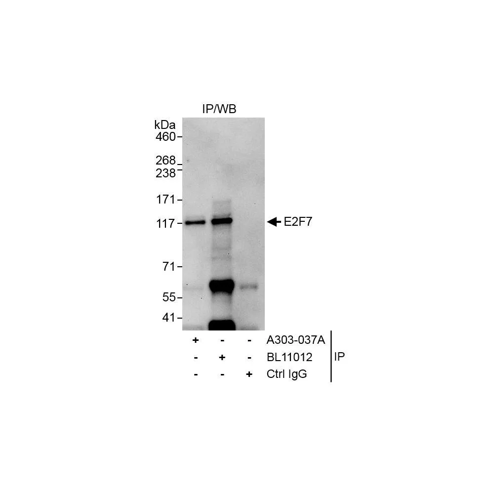 Rabbit anti-E2F7 Antibody, Affinity Purified