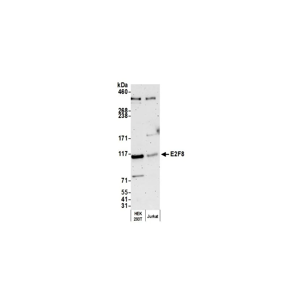 Rabbit anti-E2F8 Antibody, Affinity Purified