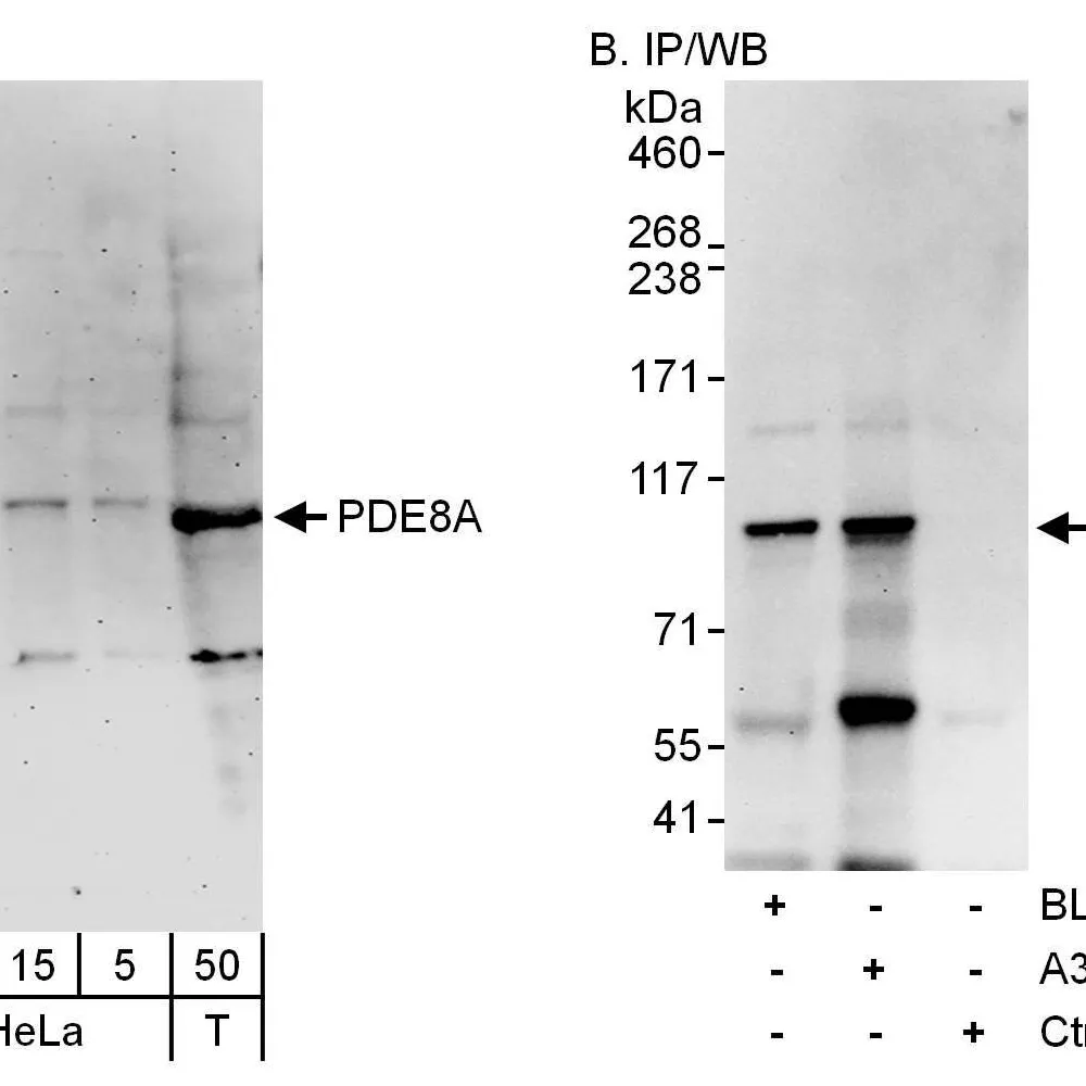 Rabbit anti-PDE8A Antibody, Affinity Purified