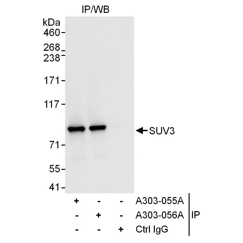 Rabbit anti-SUV3 Antibody, Affinity Purified