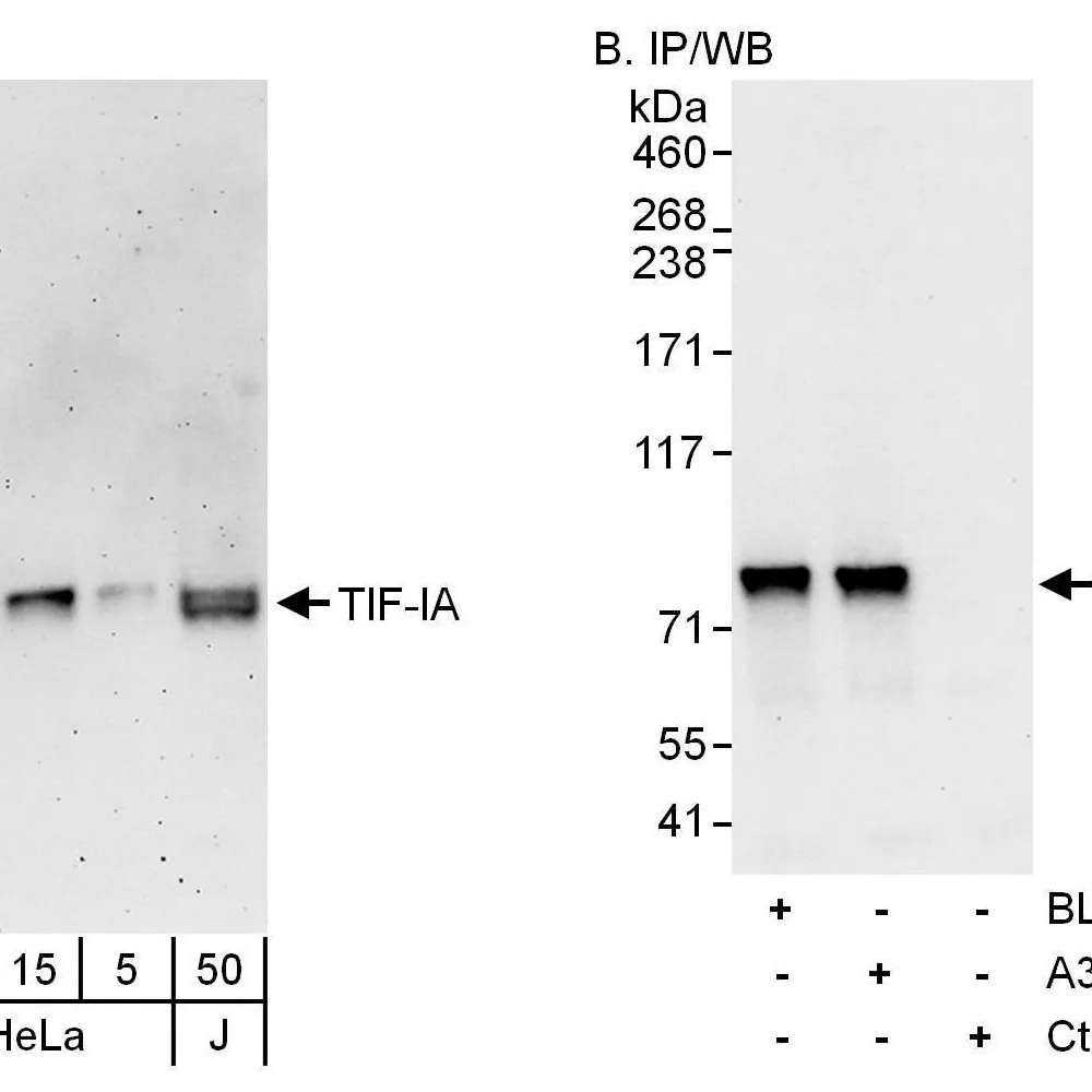Rabbit anti-TIF-IA Antibody, Affinity Purified