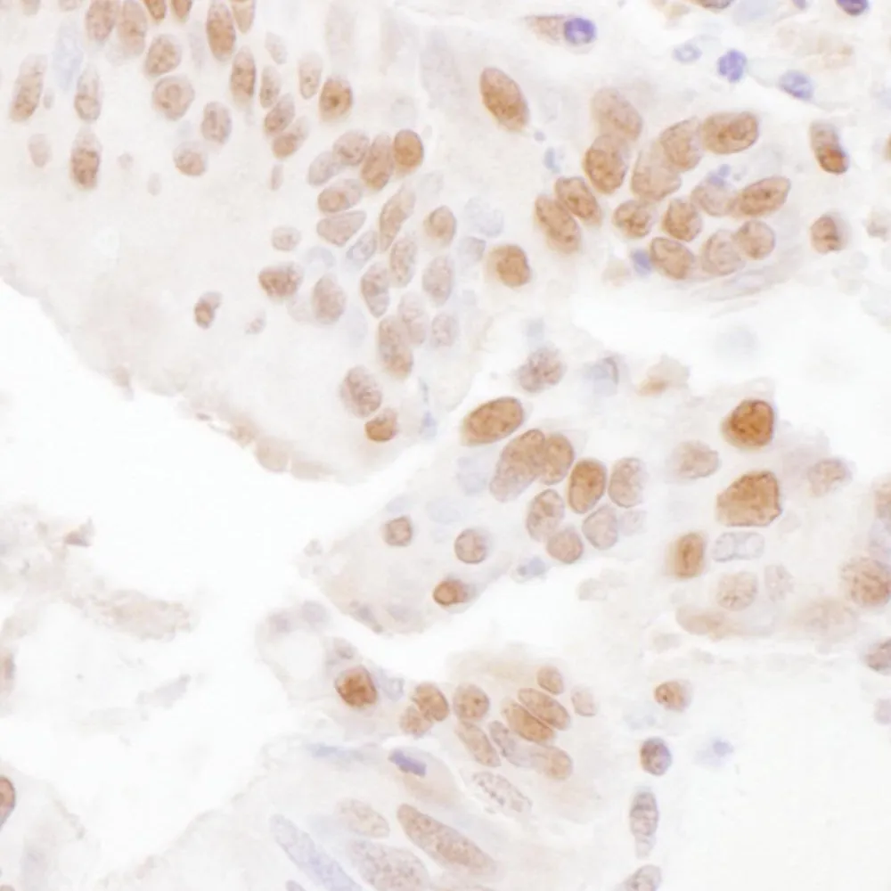 Rabbit anti-SSRP1 Antibody, Affinity Purified