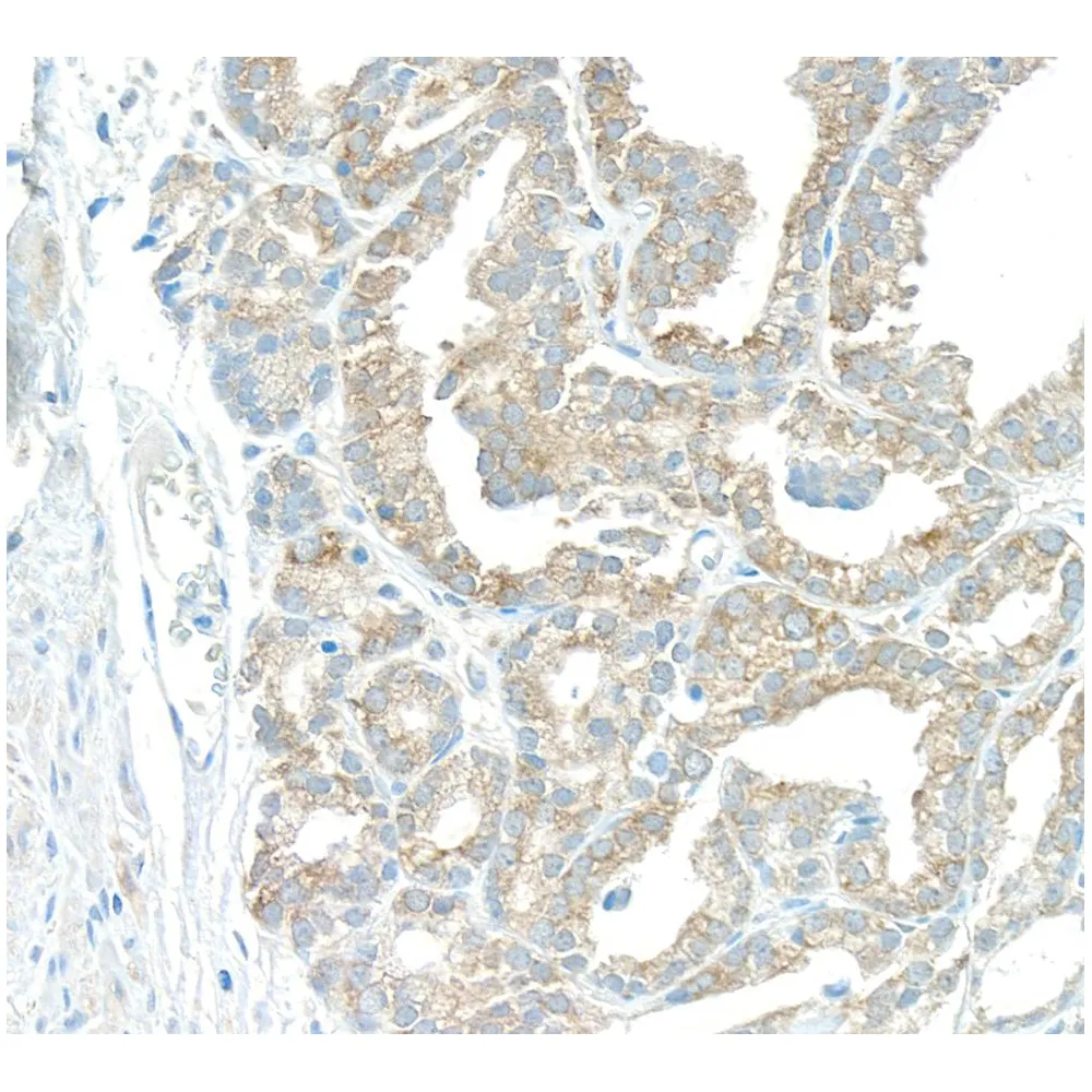 Rabbit anti-EBP1 Antibody, Affinity Purified
