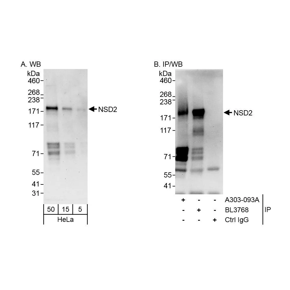 Rabbit anti-NSD2 Antibody, Affinity Purified