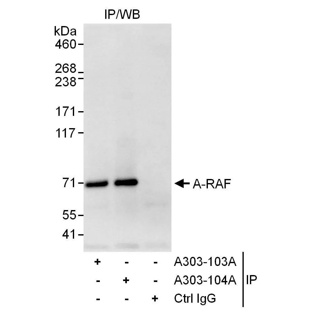 Rabbit anti-A-RAF Antibody, Affinity Purified