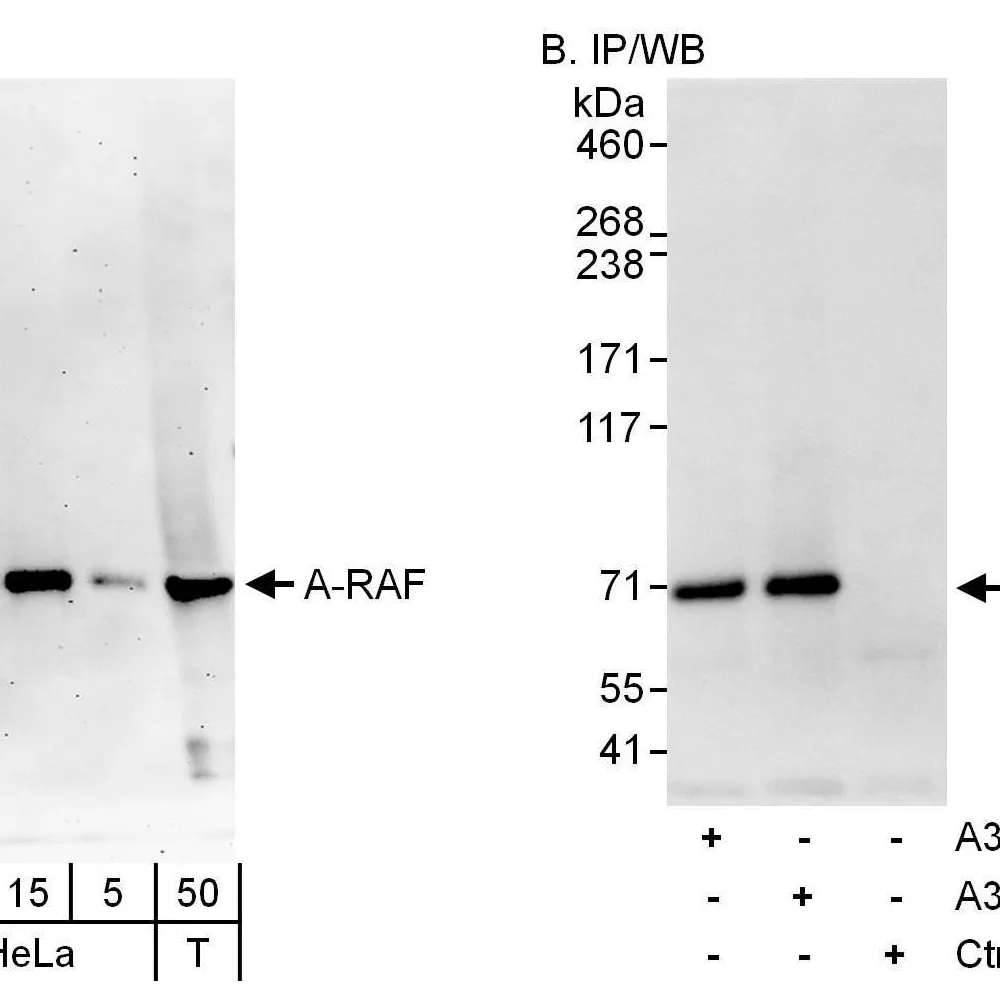 Rabbit anti-A-RAF Antibody, Affinity Purified