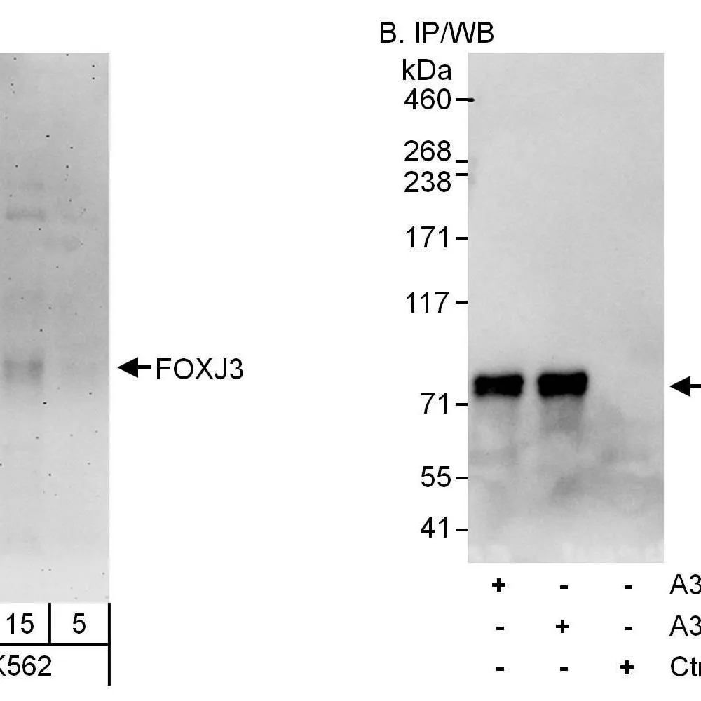 Rabbit anti-FOXJ3 Antibody, Affinity Purified