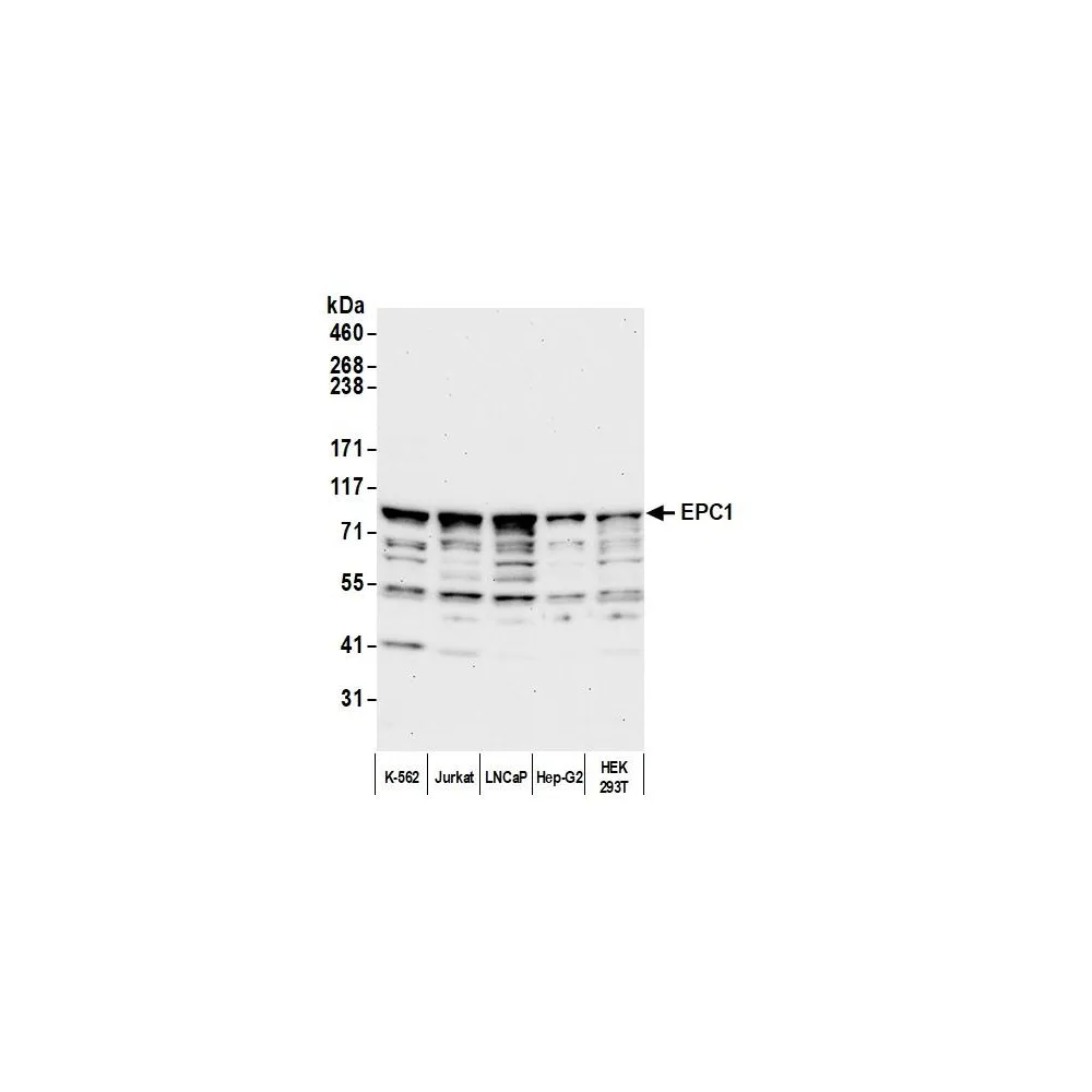 Rabbit anti-EPC1 Antibody, Affinity Purified