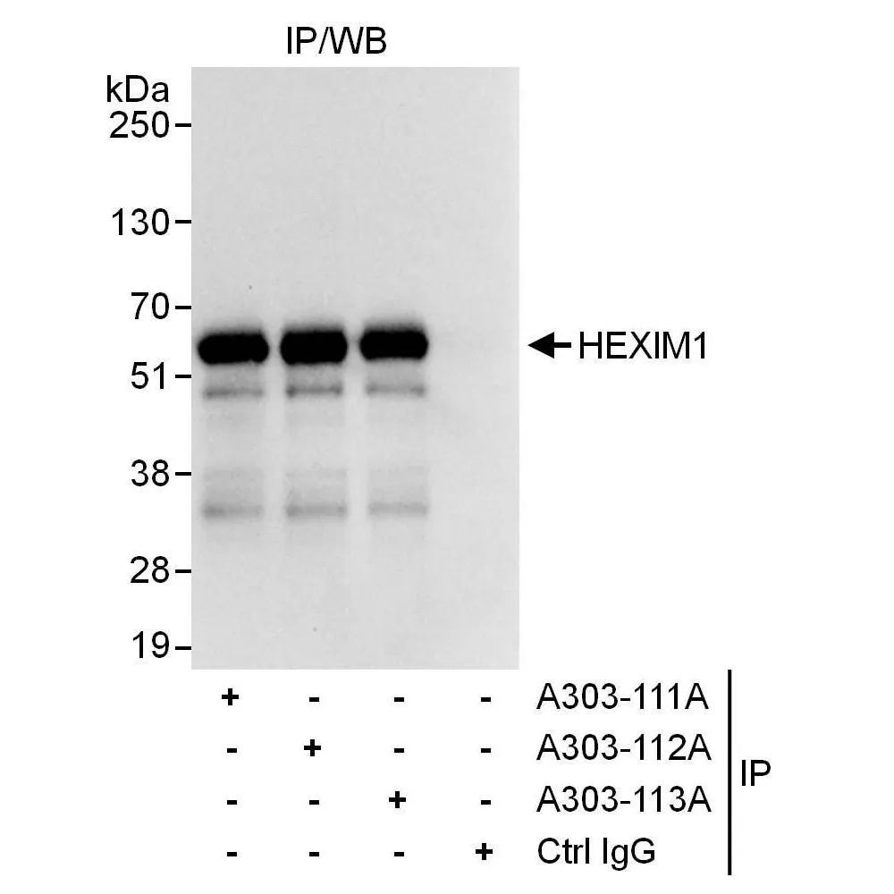 Rabbit anti-HEXIM1 Antibody, Affinity Purified