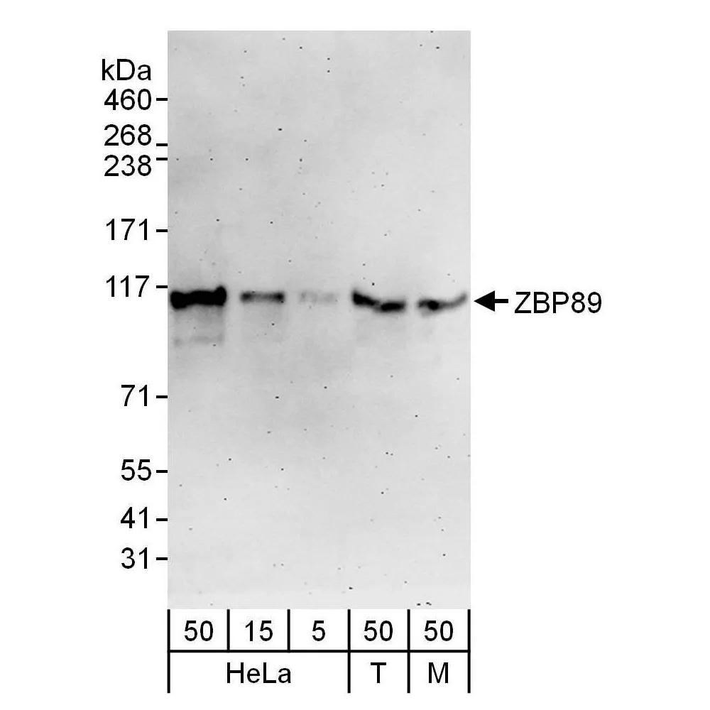 Rabbit anti-ZBP89 Antibody, Affinity Purified