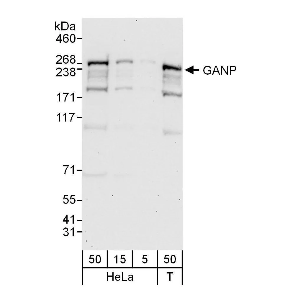 Rabbit anti-GANP Antibody, Affinity Purified