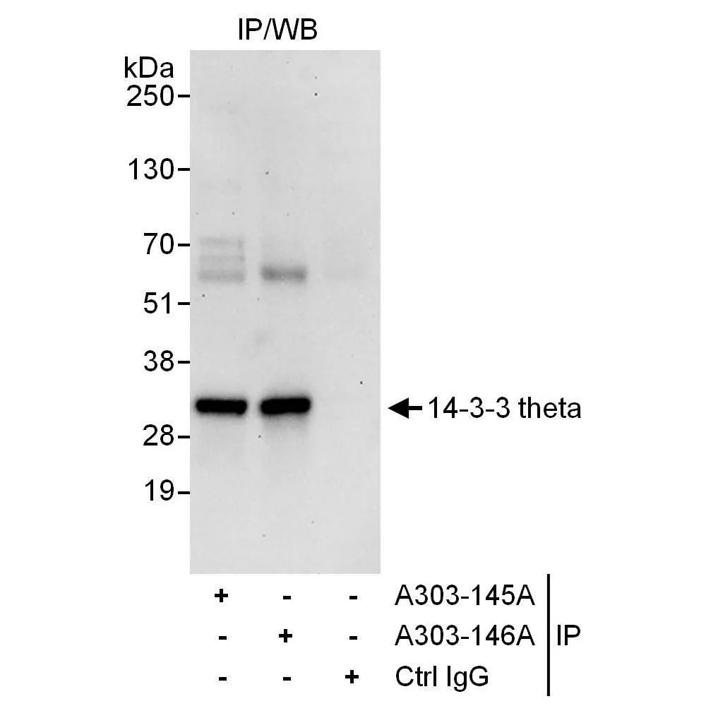 Rabbit anti-14-3-3 theta Antibody, Affinity Purified