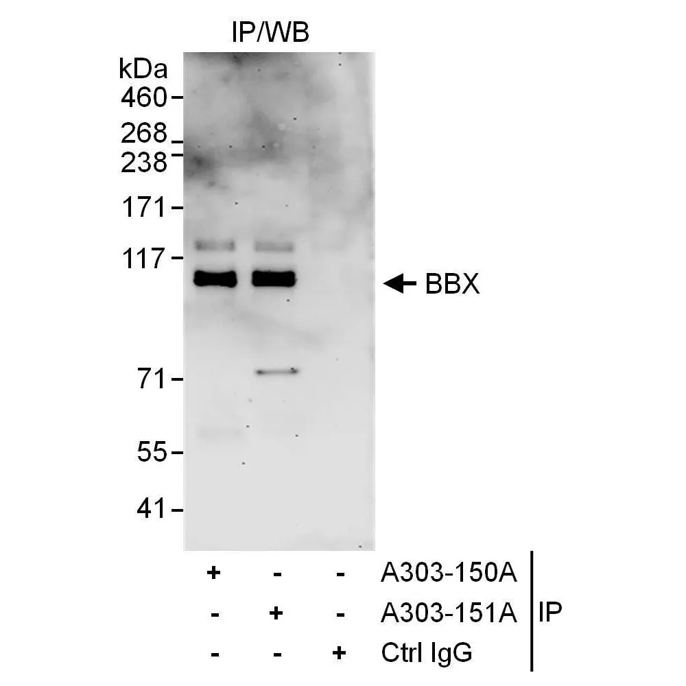 Rabbit anti-BBX Antibody, Affinity Purified
