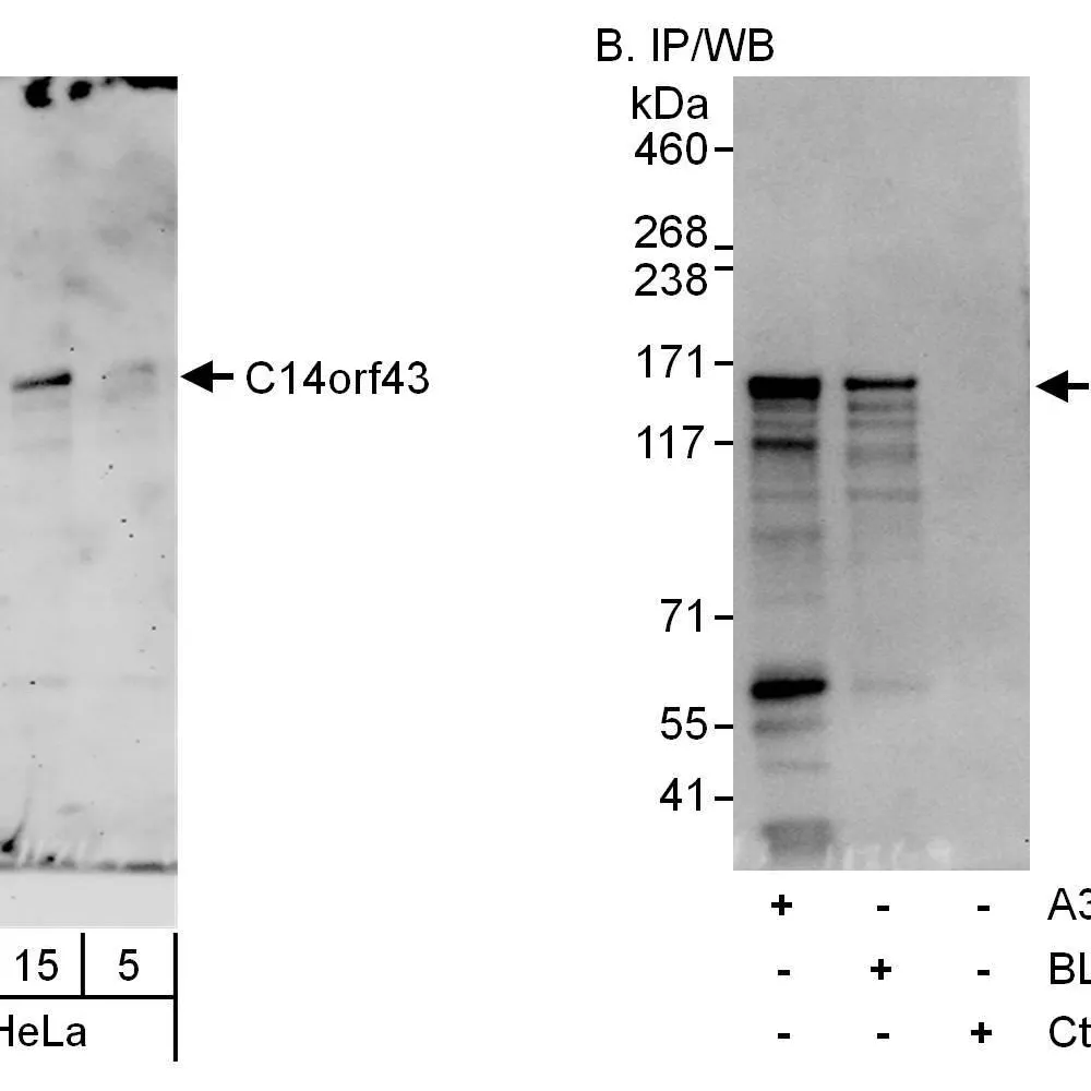 Rabbit anti-C14orf43 Antibody, Affinity Purified