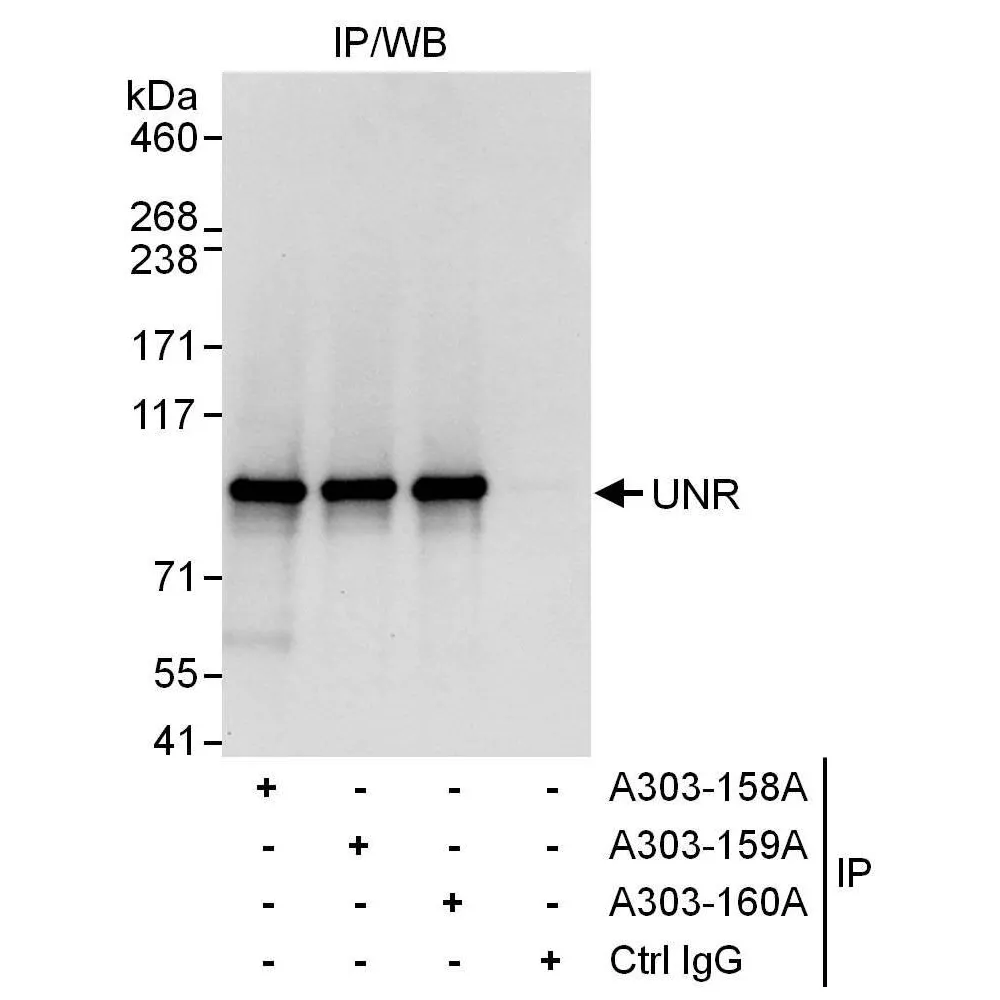 Rabbit anti-UNR Antibody, Affinity Purified