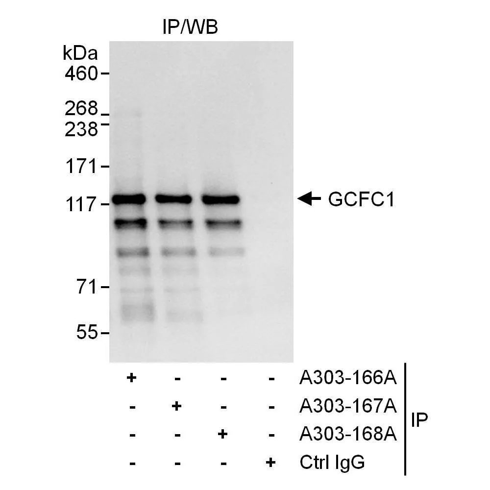 Rabbit anti-GCFC1 Antibody, Affinity Purified