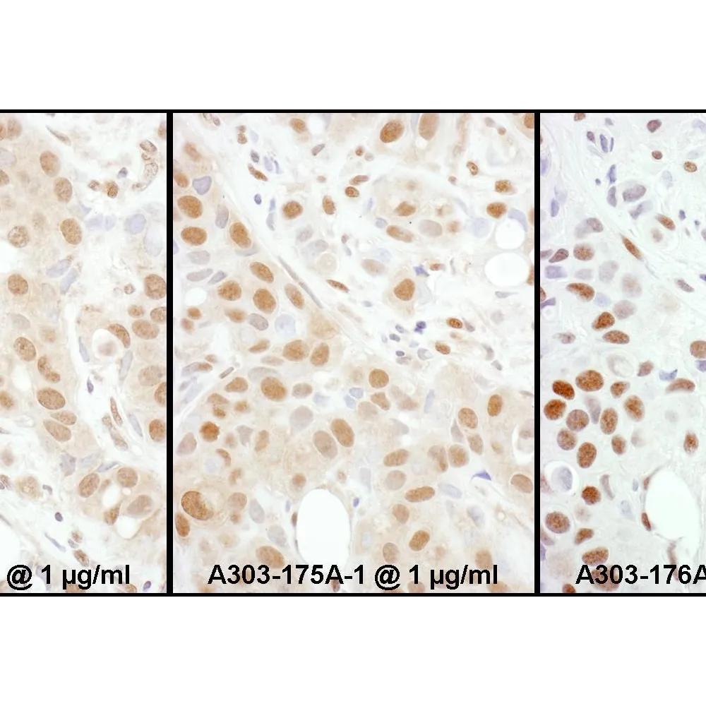 Rabbit anti-HSF1 Antibody, Affinity Purified