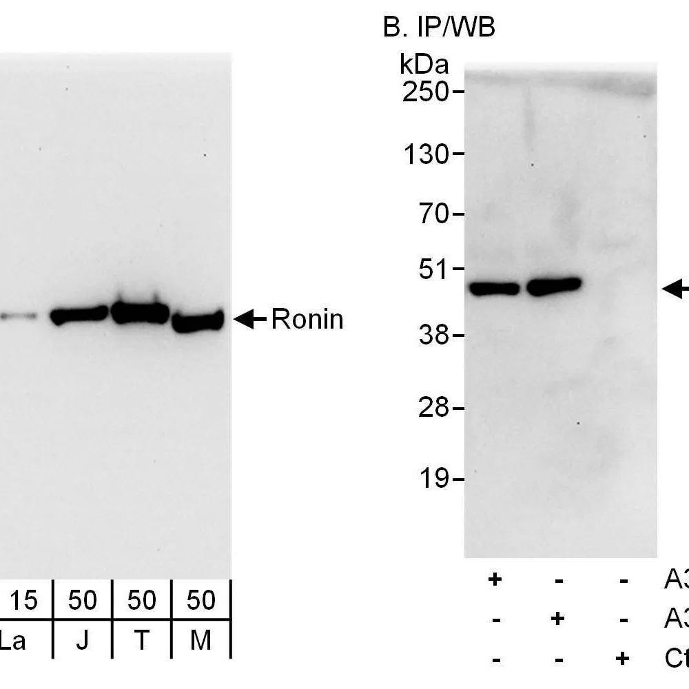Rabbit anti-Ronin Antibody, Affinity Purified