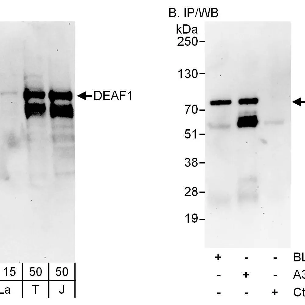 Rabbit anti-DEAF1 Antibody, Affinity Purified