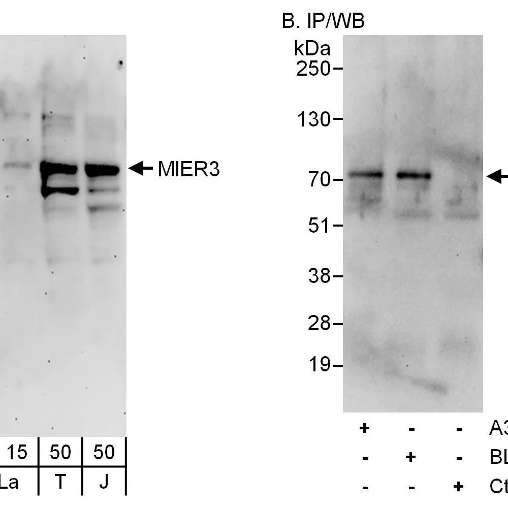Rabbit anti-MIER3 Antibody, Affinity Purified