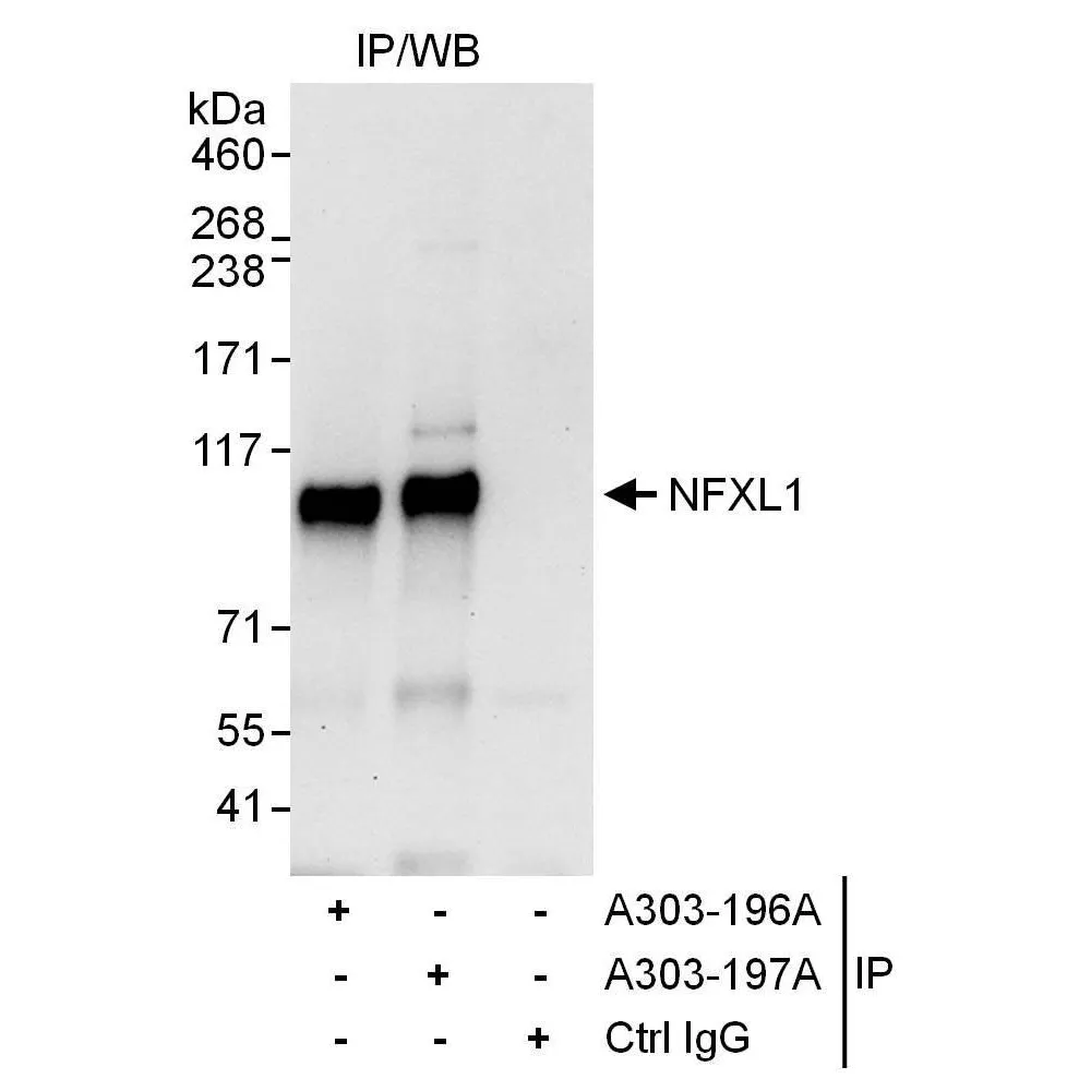 Rabbit anti-NFXL1 Antibody, Affinity Purified