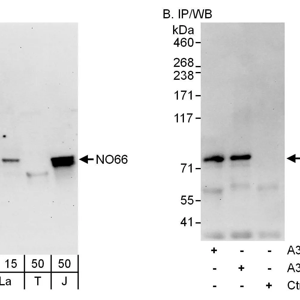 Rabbit anti-NO66 Antibody, Affinity Purified