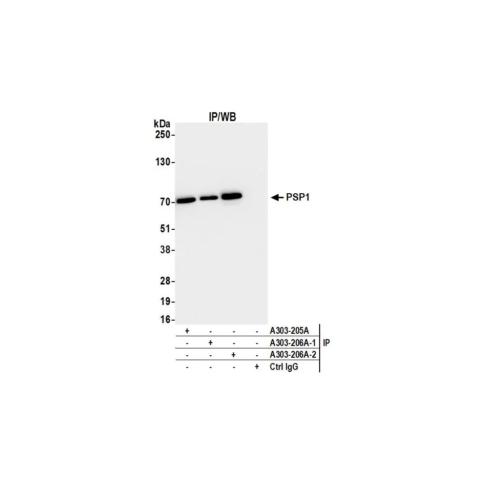 Rabbit anti-PSP1 Antibody, Affinity Purified