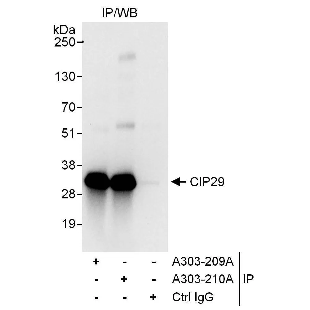 Rabbit anti-CIP29 Antibody, Affinity Purified