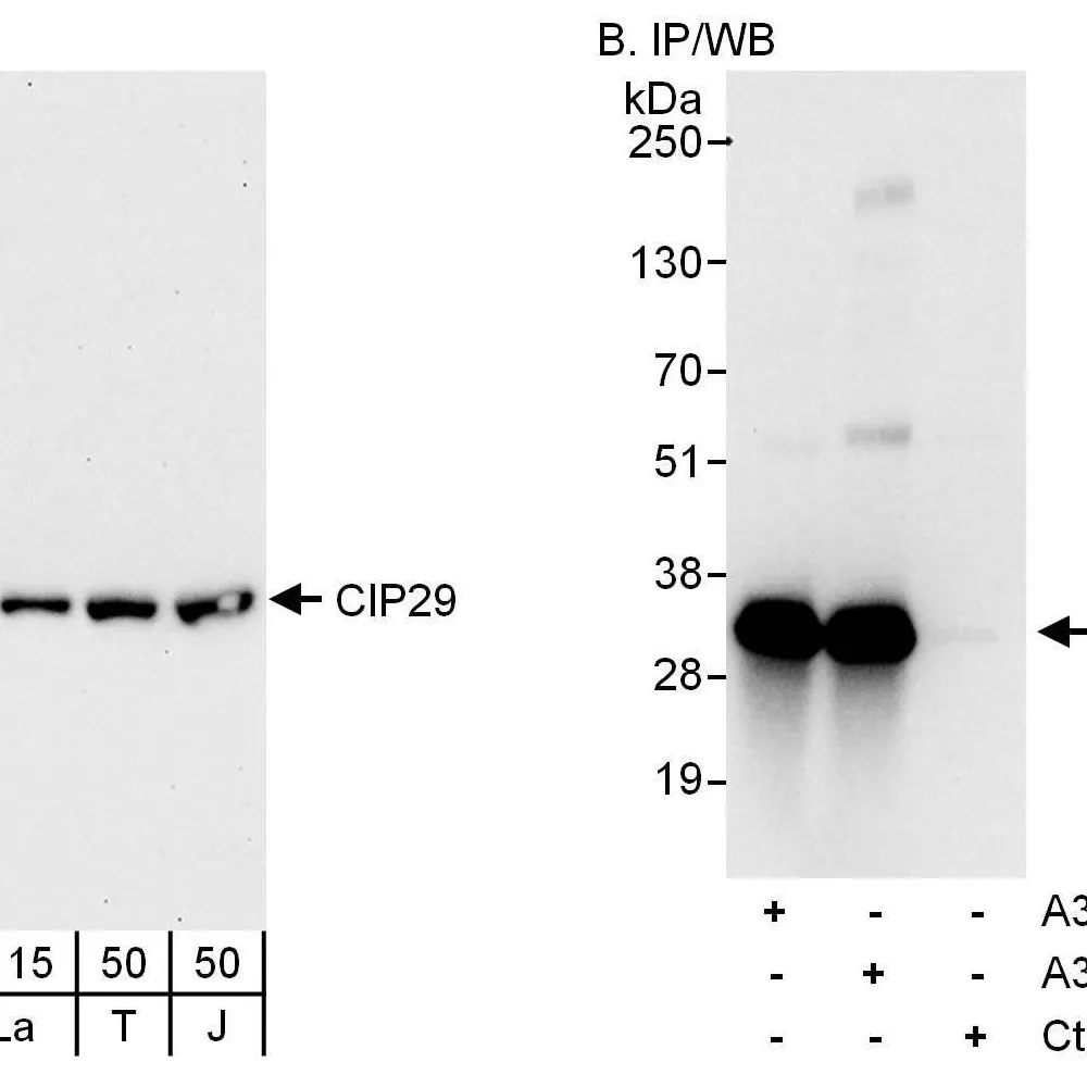 Rabbit anti-CIP29 Antibody, Affinity Purified