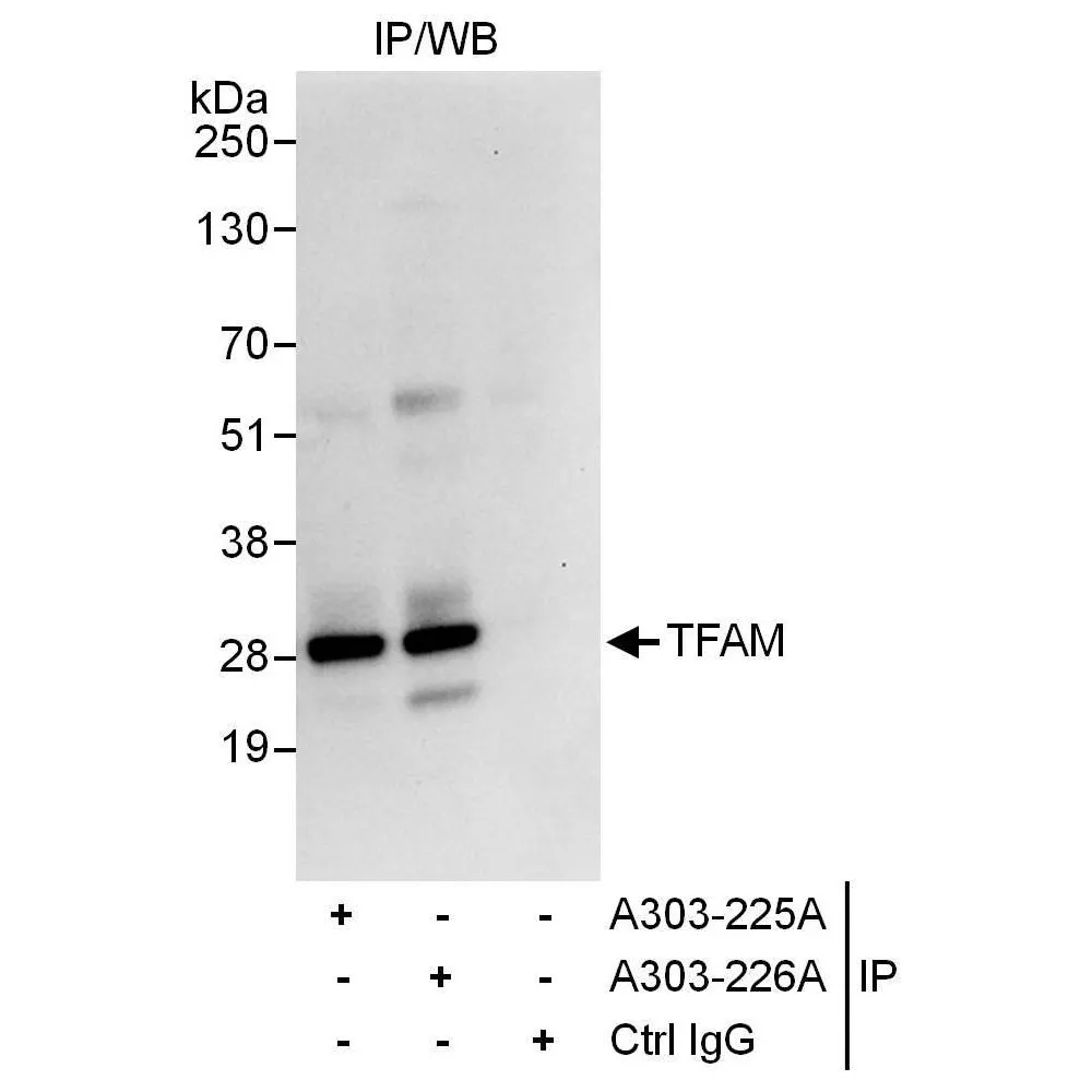 Rabbit anti-TFAM Antibody, Affinity Purified
