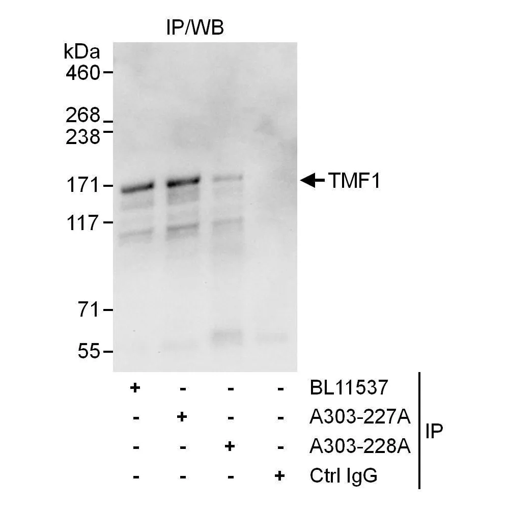 Rabbit anti-TMF1 Antibody, Affinity Purified