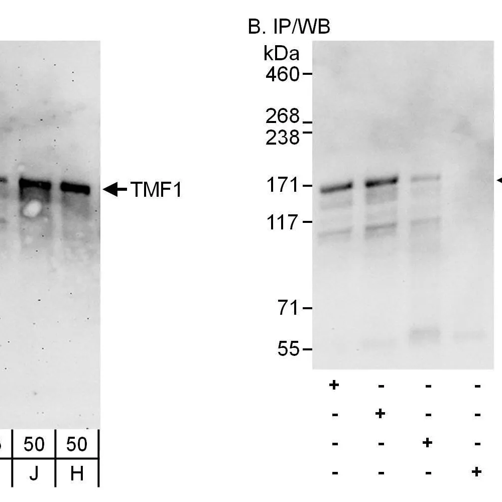 Rabbit anti-TMF1 Antibody, Affinity Purified