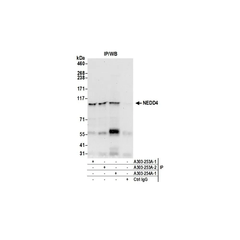 Rabbit anti-NEDD4 Antibody, Affinity Purified