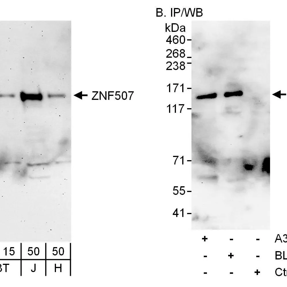 Rabbit anti-ZNF507 Antibody, Affinity Purified