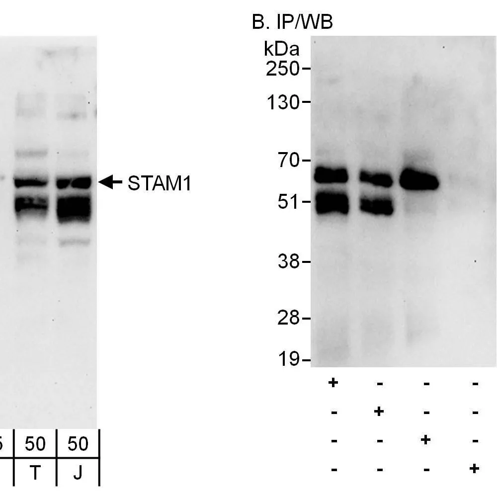 Rabbit anti-STAM1 Antibody, Affinity Purified