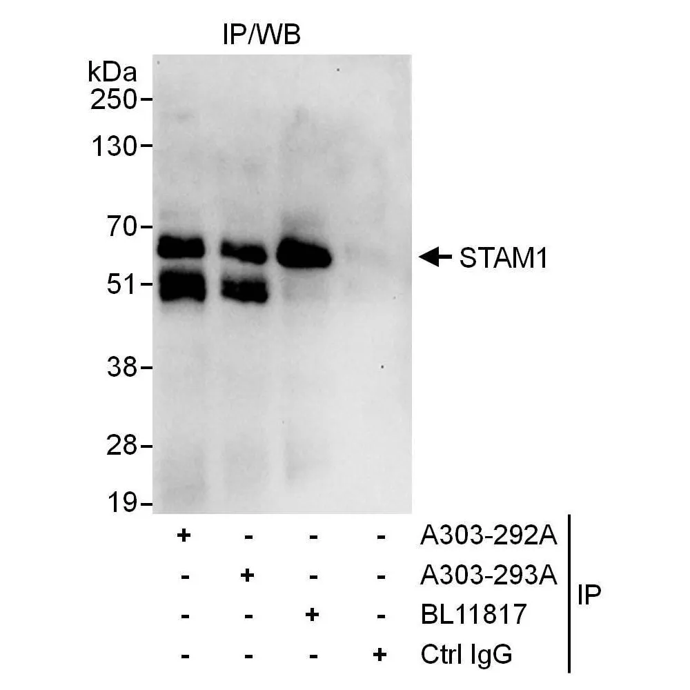 Rabbit anti-STAM1 Antibody, Affinity Purified